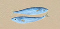 THE SNACKER - CREAM SARDINE