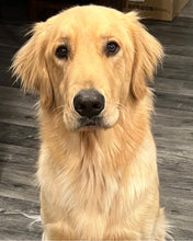 A close-up portrait of a friendly Golden Retriever dog with soft, light brown fur, sitting on a dark wood floor.