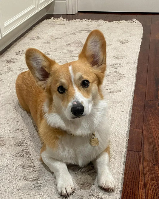 A corgi dog with tan and white fur lying on a beige textured rug indoors.
