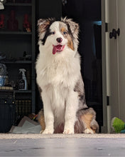 Example Australian Shepherd photo for custom pet portrait backpack design