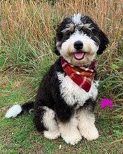 Bernedoodle dog sitting outdoors, example photo for custom pet portrait luncher.