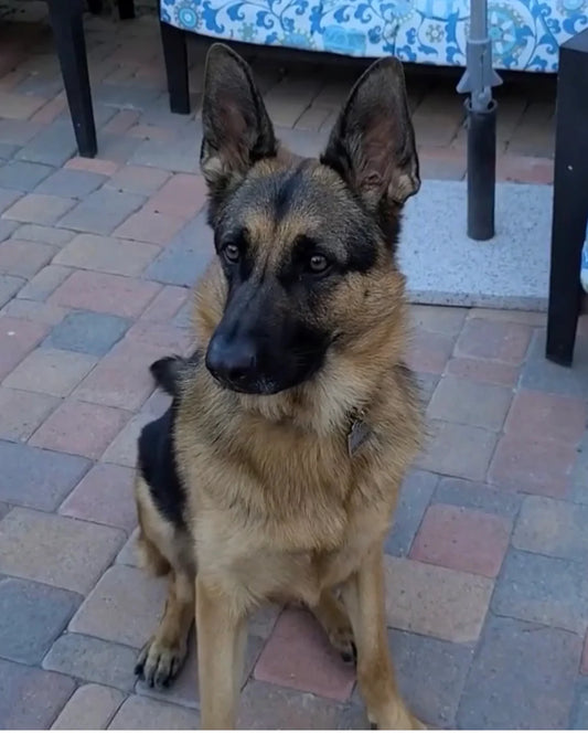 Reference photo of a German Shepherd dog used for the custom hand-painted portrait service.	