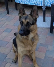 Reference photo of a German Shepherd dog used for the custom hand-painted portrait service.	