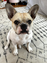 A close-up, high-angle portrait of a cream and white French Bulldog with large, perky ears sitting on a patterned gray and white area rug.